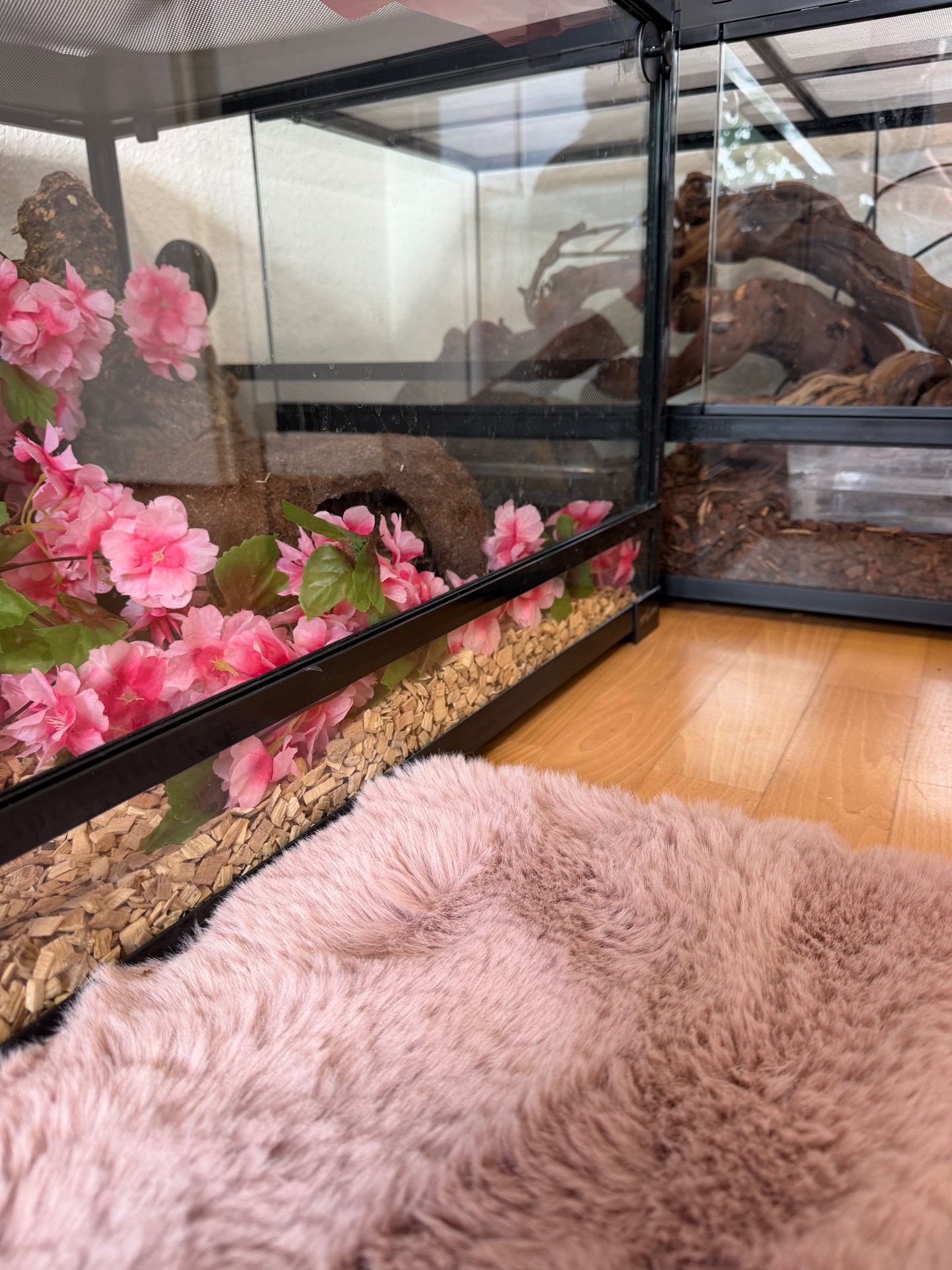 Terrarien mit Kirschblüten-Deko und rosa Teppich