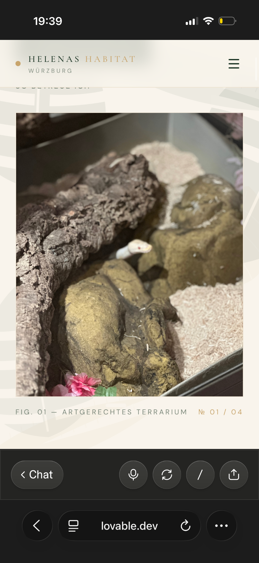 Terrarium mit Korkrinde und Albino-Königspython